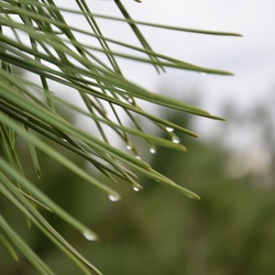 2016-12-10 Bordeaux/Cap Ferret/DSC_0137.JPG